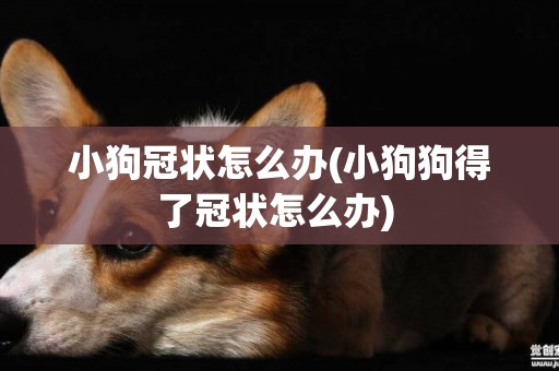 小狗冠狀怎么辦(小狗狗得了冠狀怎么辦) 