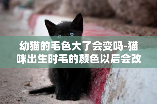幼貓的毛色大了會變嗎-貓咪出生時毛的顏色以后會改變嗎？