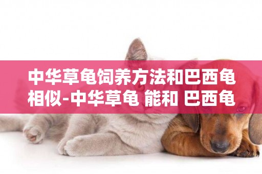 中華草龜飼養方法和巴西龜相似-中華草龜 能和 巴西龜 哪個好樣點。