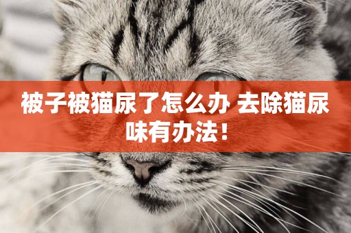被子被貓尿了怎么辦 去除貓尿味有辦法！