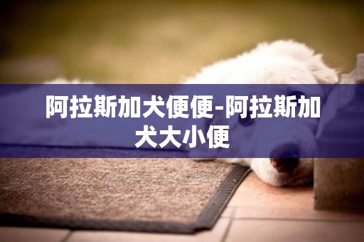 阿拉斯加犬便便-阿拉斯加犬大小便