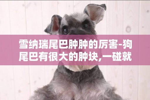 雪納瑞尾巴腫腫的厲害-狗尾巴有很大的腫塊,一碰就很痛
