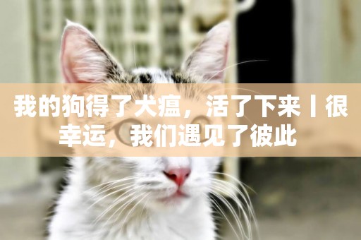 我的狗得了犬瘟，活了下來丨很幸運，我們遇見了彼此 