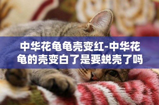 中華花龜龜殼變紅-中華花龜的殼變白了是要蛻殼了嗎?