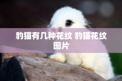 豹貓有幾種花紋 豹貓花紋圖片