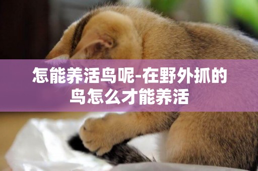 怎能養活鳥呢-在野外抓的鳥怎么才能養活