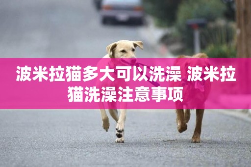 波米拉貓多大可以洗澡 波米拉貓洗澡注意事項