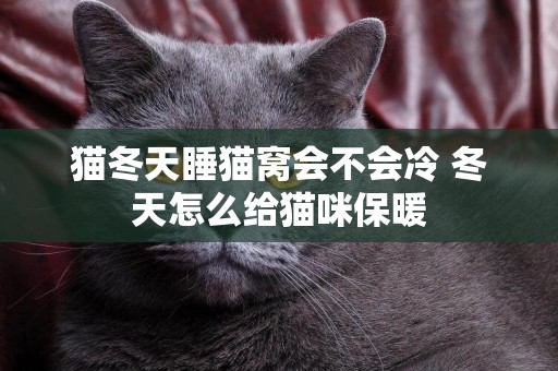 貓冬天睡貓窩會不會冷 冬天怎么給貓咪保暖