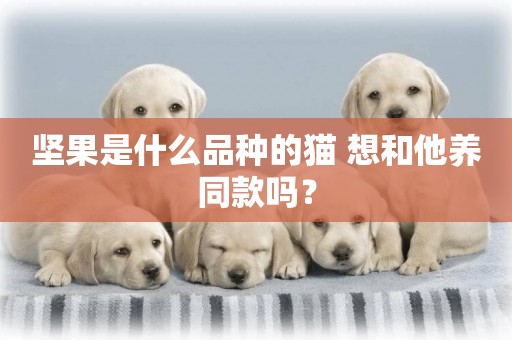 堅果是什么品種的貓 想和他養同款嗎？