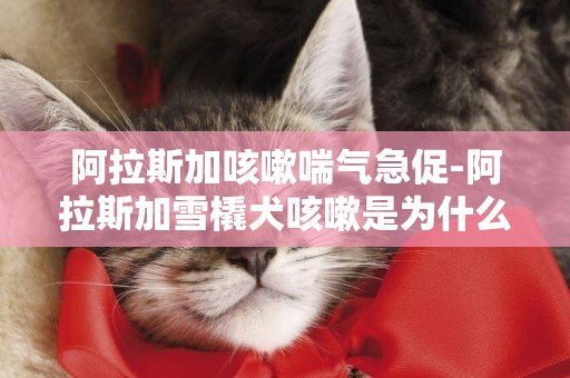 阿拉斯加咳嗽喘氣急促-阿拉斯加雪橇犬咳嗽是為什么呢