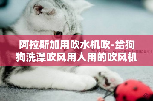 阿拉斯加用吹水機吹-給狗狗洗澡吹風用人用的吹風機，不用專用的吹水機可以嗎