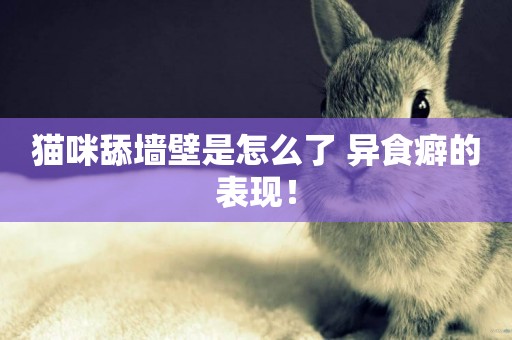 貓咪舔墻壁是怎么了 異食癖的表現! 貓咪舔墻壁是怎么了 異食癖的表現!