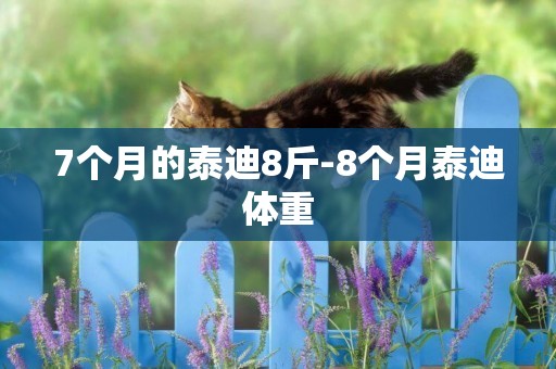 7個月的泰迪8斤-8個月泰迪體重