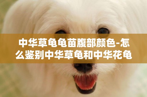中華草龜龜苗腹部顏色-怎么鑒別中華草龜和中華花龜