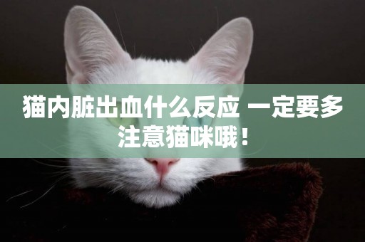 貓內臟出血什么反應 一定要多注意貓咪哦！