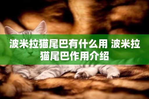 波米拉貓尾巴有什么用 波米拉貓尾巴作用介紹