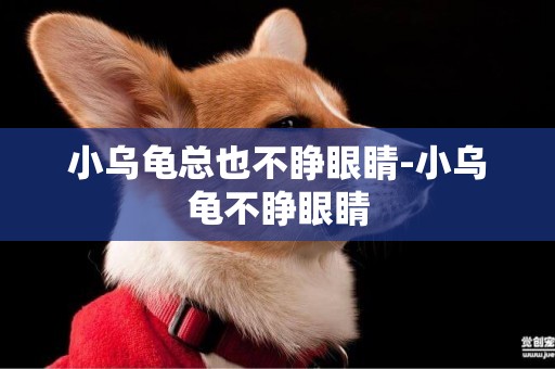 小烏龜總也不睜眼睛-小烏龜不睜眼睛