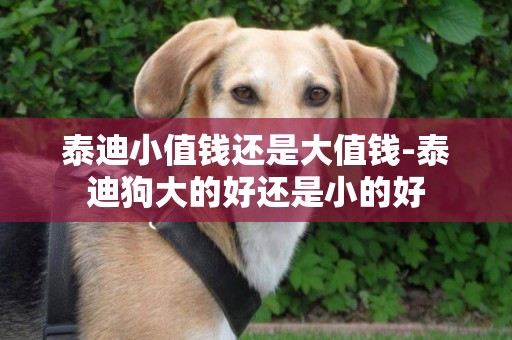 泰迪小值錢還是大值錢-泰迪狗大的好還是小的好