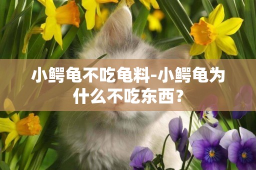 小鱷龜不吃龜料-小鱷龜為什么不吃東西？