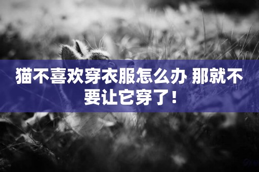 貓不喜歡穿衣服怎么辦 那就不要讓它穿了！