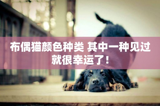 布偶貓顏色種類 其中一種見過就很幸運了！