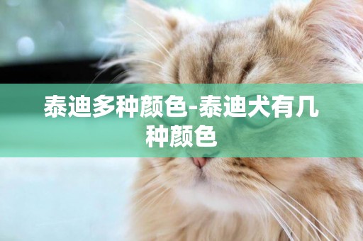 泰迪多種顏色-泰迪犬有幾種顏色