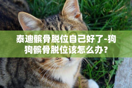 泰迪髕骨脫位自己好了-狗狗髕骨脫位該怎么辦？