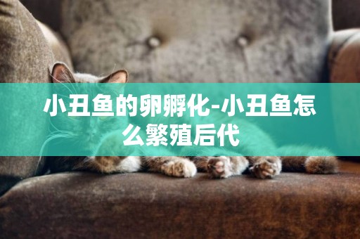 小丑魚的卵孵化-小丑魚怎么繁殖后代