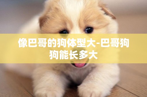 像巴哥的狗體型大-巴哥狗狗能長多大