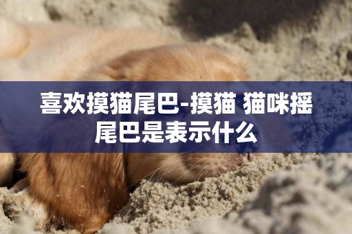 喜歡摸貓尾巴-摸貓 貓咪搖尾巴是表示什么