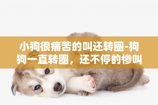 小狗很痛苦的叫還轉圈-狗狗一直轉圈，還不停的慘叫是怎么了