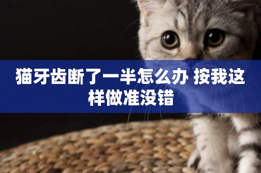 貓牙齒斷了一半怎么辦 按我這樣做準沒錯