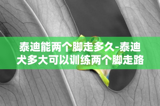 泰迪能兩個腳走多久-泰迪犬多大可以訓練兩個腳走路