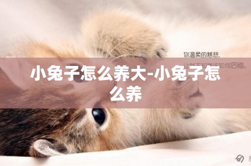 小兔子怎么養大-小兔子怎么養