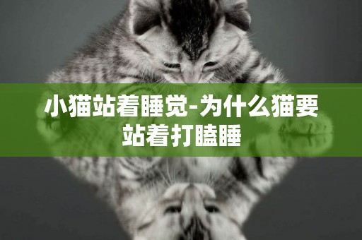 小貓站著睡覺-為什么貓要站著打瞌睡