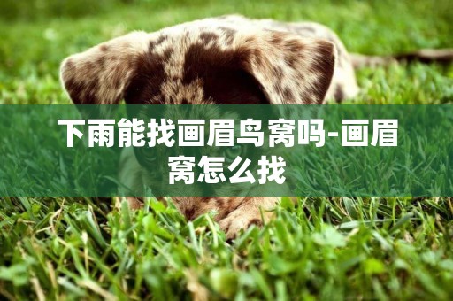 下雨能找畫眉鳥窩嗎-畫眉窩怎么找