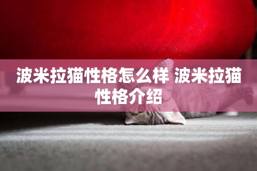 波米拉貓性格怎么樣 波米拉貓性格介紹