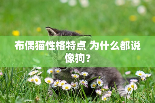 布偶貓性格特點 為什么都說像狗？