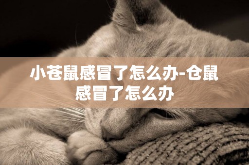 小蒼鼠感冒了怎么辦-倉鼠感冒了怎么辦