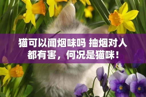 貓可以聞煙味嗎 抽煙對人都有害，何況是貓咪！