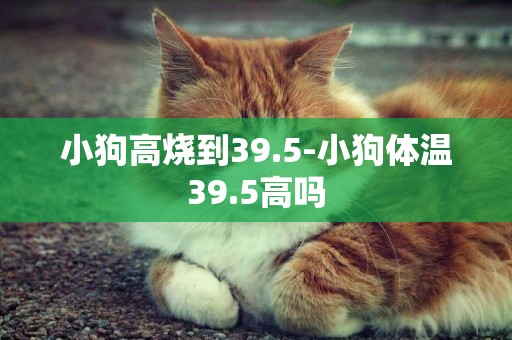 小狗高燒到39.5-小狗體溫39.5高嗎