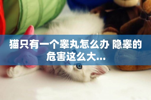 貓只有一個睪丸怎么辦 隱睪的危害這么大...
