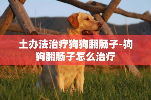 土辦法治療狗狗翻腸子-狗狗翻腸子怎么治療