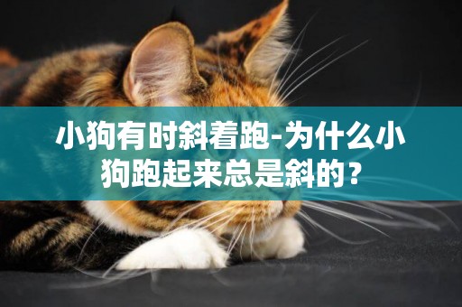小狗有時斜著跑-為什么小狗跑起來總是斜的？