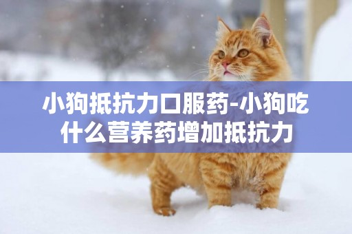 小狗抵抗力口服藥-小狗吃什么營養藥增加抵抗力