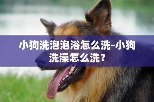 小狗洗泡泡浴怎么洗-小狗洗澡怎么洗？