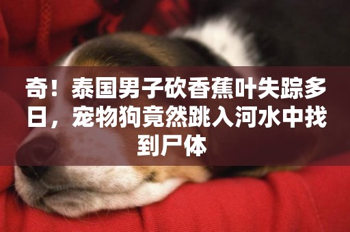 奇！泰國男子砍香蕉葉失蹤多日，寵物狗竟然跳入河水中找到尸體 