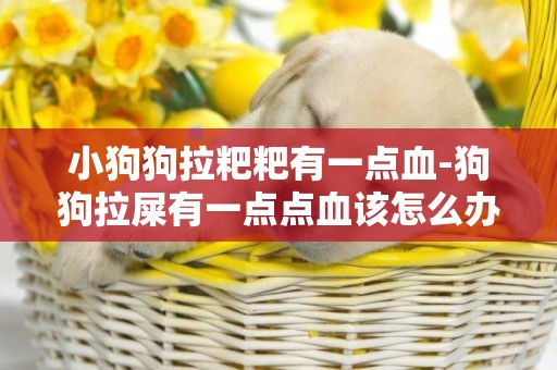 小狗狗拉粑粑有一點血-狗狗拉屎有一點點血該怎么辦