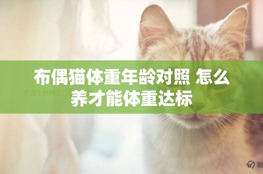 布偶貓體重年齡對照 怎么養才能體重達標
