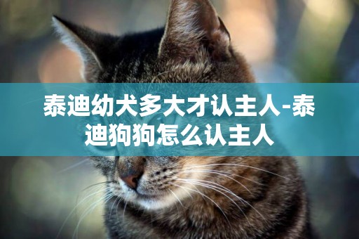 泰迪幼犬多大才認主人-泰迪狗狗怎么認主人